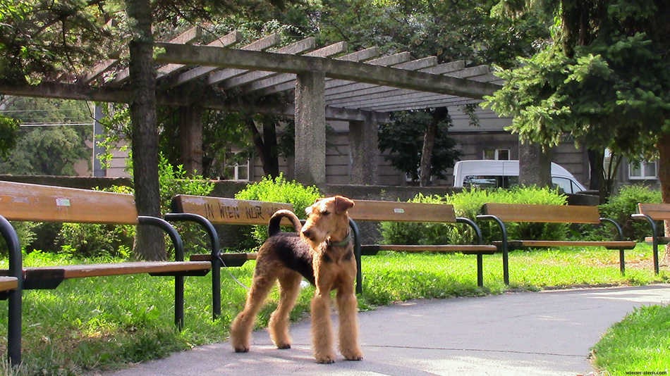 Airedale Terrier Mira